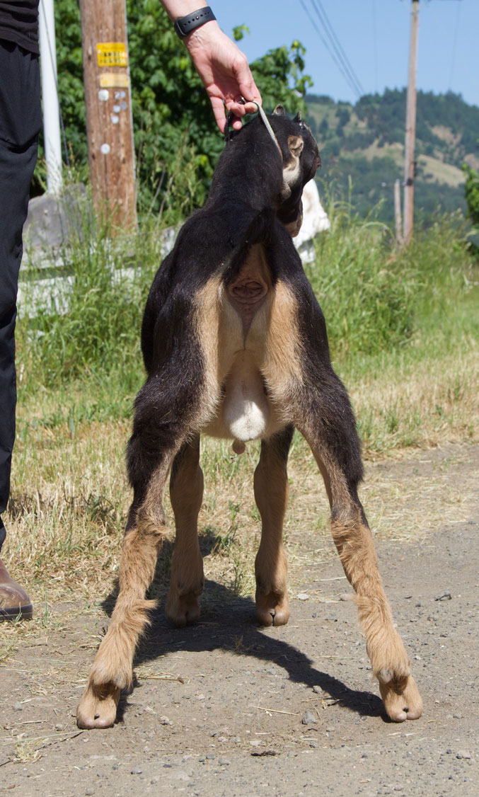 la mancha kid rear view